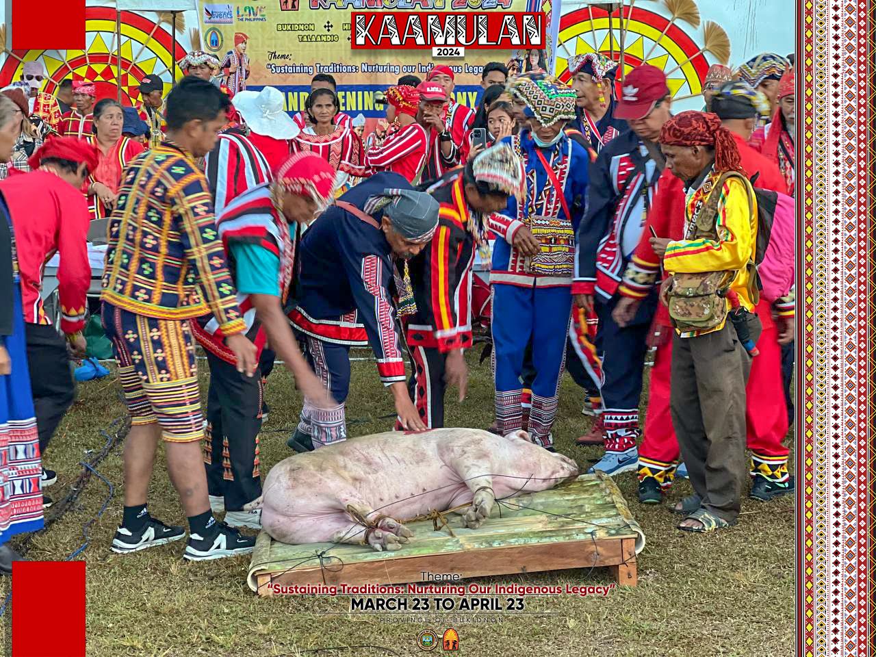 As part of the ritual, organizers butcher hog as an offering.  Photos courtesy of Bukidnon Kaamulan page.